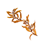 Gronorosty (sargassum)