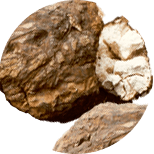 Pórnatka kokosová