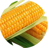 Blizna kukuřice seté
