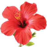 Hibiskus