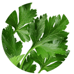 Lovage