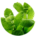 Lemon balm