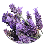 Lavendel