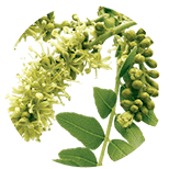 Gleditsia