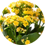 Kalanchoe