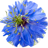 Nigella sativa