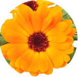 Calendula officinalis