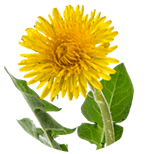 Taraxacum