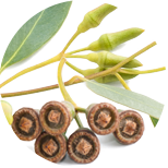 Eucalyptus globulus