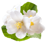 Jasminum