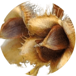 Seeds of the European beech tree