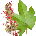 Castor bean