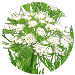 Cnidium officinale