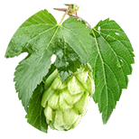 Echter Hopfen