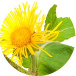 Inula