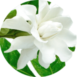 Gardenia jasminoides