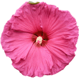 Hibiscus hybrid