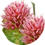 Rhodiola quadrifida