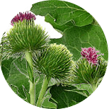 Arctium lappa