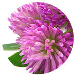 Trifolium pratense