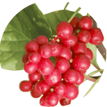 Schisandra chinensis