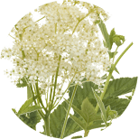 Filipendula