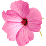 Malva sylvestris