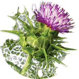 Holy thistle
