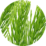 Horsetail