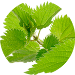 Common nettle