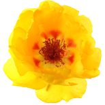 Portulaca