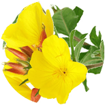 Evening Primrose