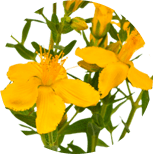 St.-John’s-wort