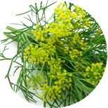 Fennel