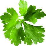 Coriander