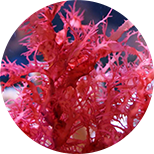 Красные водросли. Хидрогелови пластири за клепачи с червени морски водорасли и юзу