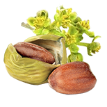 Jojoba