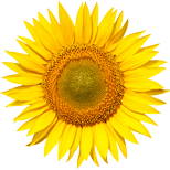 Sonnenblume