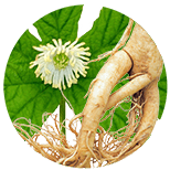 Chinese ginseng