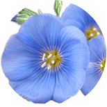 Linum usitatissimum