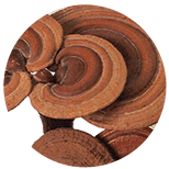 Ganoderma lucidum