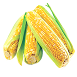 Aminokyseliny kukuřice