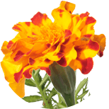 Tagetes