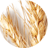 Pšeničné proteiny