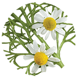 Chamomile