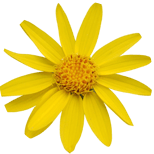 Arnica montana