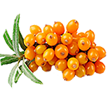 Sea buckthorn