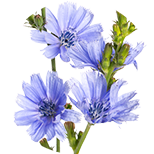 Chicory