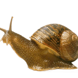 Snail secretion filtrate