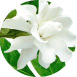Gardenia jaśminowata